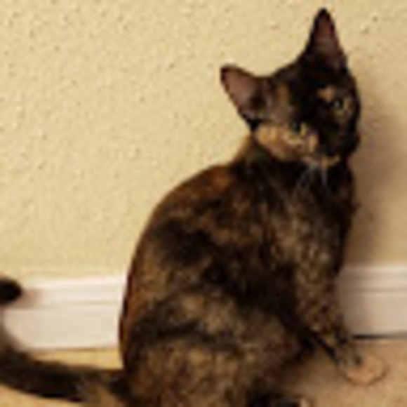 Meet your Posher, Cindy - Picture 1 of 1